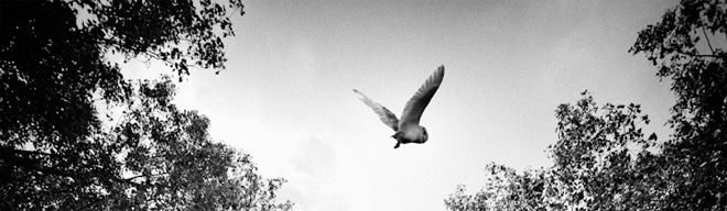 &copy; 2011 Tim Daniels https://www.flickr.com/photos/lapseoftheshutter/6197695730. This image has been cropped to fit the space. It is licensed under a Creative Commons share-alike license https://creativecommons.org/licenses/by-nc-sa/2.0/